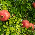 Ca' Ligure * 皮特拉利古