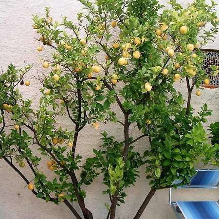Ca' Ligure * 皮特拉利古