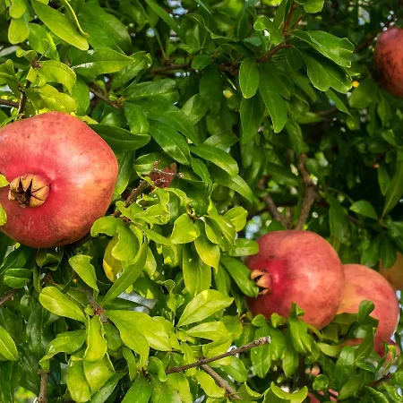 Ca' Ligure * 피에트라리구레